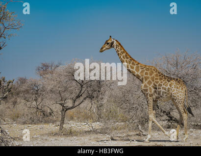 Giraffe in Namibia Afrika Stockfoto