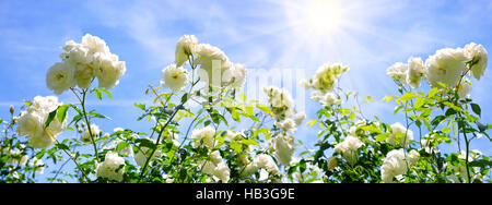 Weiße Rosen auf blauem Himmel isoliert. Stockfoto