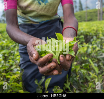 Teepflückerinnen in Nuwara Eliya, Sri Lanka Stockfoto