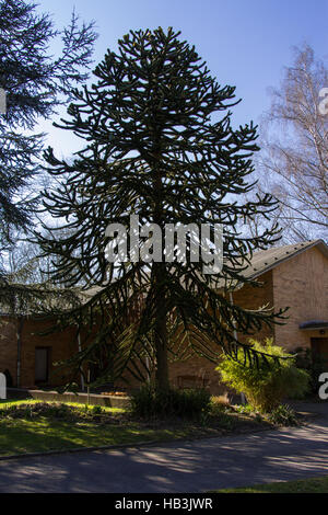 Araucaria Stockfoto