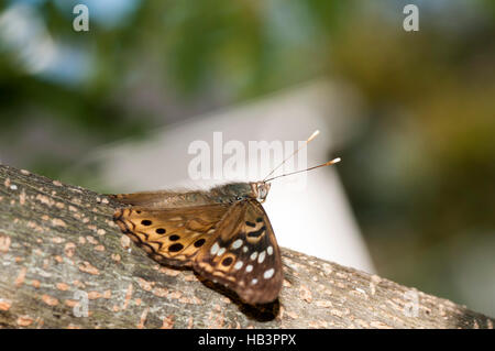 Silber-spotted Skipper (Epargyreus Clarus) Stockfoto