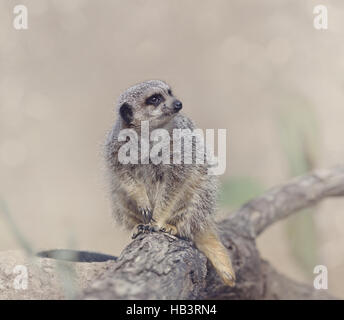 Erdmännchen (Suricata Suricatta) Stockfoto