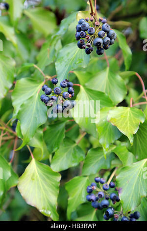 Beeren des Efeus, Hedera helix Stockfoto