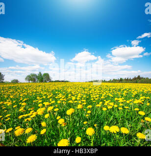 Gelbe Blumen Hügel unter blauem Himmel Stockfoto