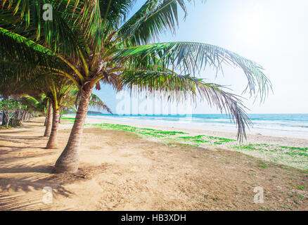 schöner Strand mit Kokospalmen Stockfoto