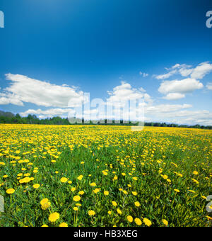 Gelbe Blumen Hügel unter blauem Himmel Stockfoto