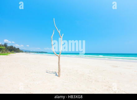 Toter Baum am schönen Strand Stockfoto