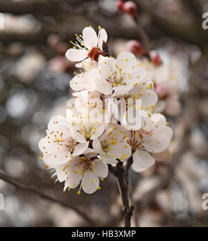 Blühende wilde Aprikose im Garten Stockfoto