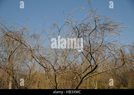 Salix Acutifolia, Long-leaved Weide Stockfoto