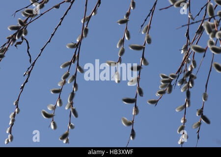 Salix Acutifolia, Long-leaved Weide Stockfoto