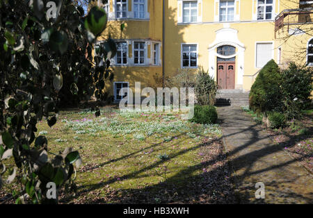 Leucojum Vernum, Schneeflocke Stockfoto