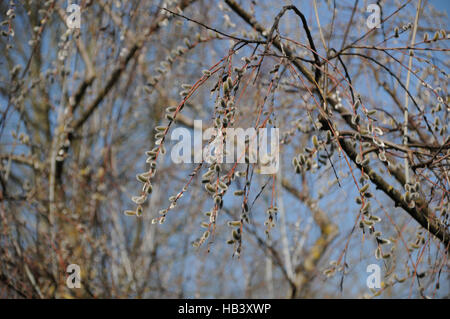 Salix Acutifolia, Long-leaved Weide Stockfoto