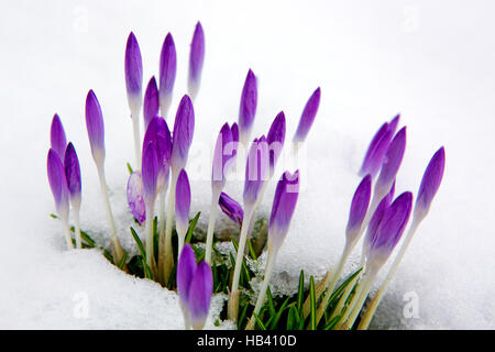 Violette Krokusse im Schnee. Stockfoto