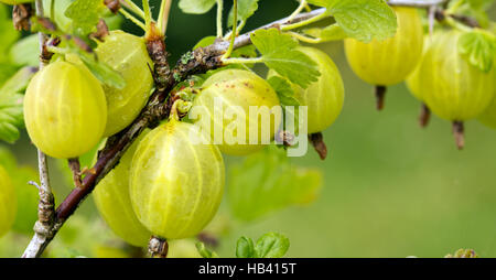 Reife Stachelbeeren auf einem Ast wächst. Stockfoto