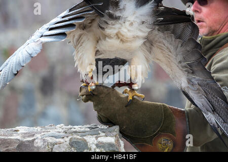 Weißkopfseeadler, die Landung in Otavalo, Ecuador Stockfoto