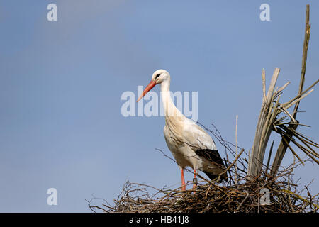 Weißstorch im Nest Stockfoto