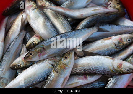 Frischer Fisch zum Verkauf auf dem Fischmarkt in Dubai Stockfoto