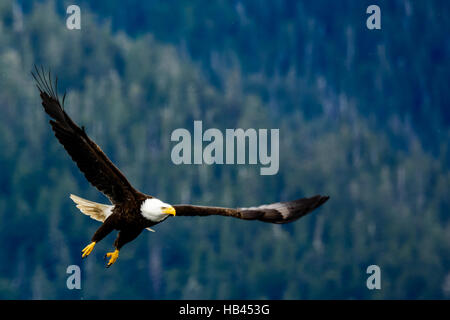 Weißkopf-Seeadler, die ins Land kommen Stockfoto