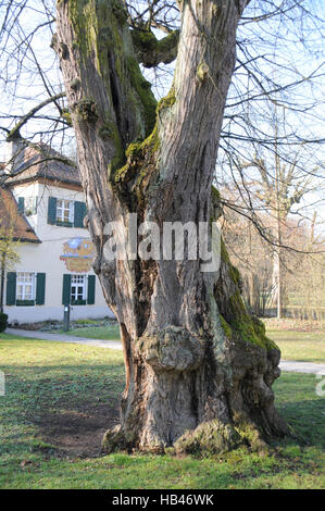 Tilia Cordata, kleinblättrige Linde, alten Baum Stockfoto