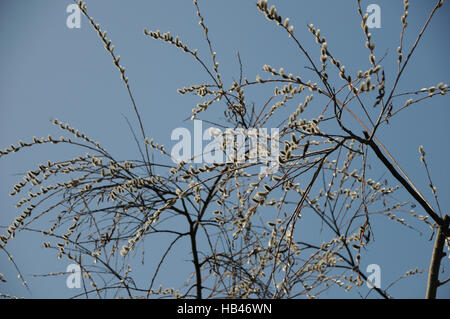 Salix Acutifolia, Long-leaved Weide Stockfoto