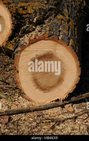 Populus X canescens, graue Pappel Holz Stockfoto