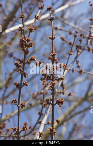 Acer Saccharinum, Silver maple Stockfoto