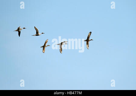 Nördlichen pintail Stockfoto