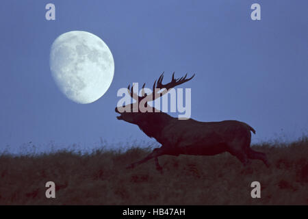 Rotwild-Hirsch und Mond Stockfoto