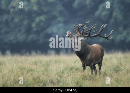 Rothirsch Hirsch flehming Stockfoto