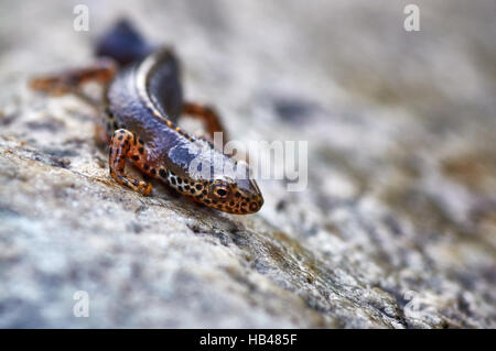 Bergmolch (Ichthyosaura Alpestris) Stockfoto