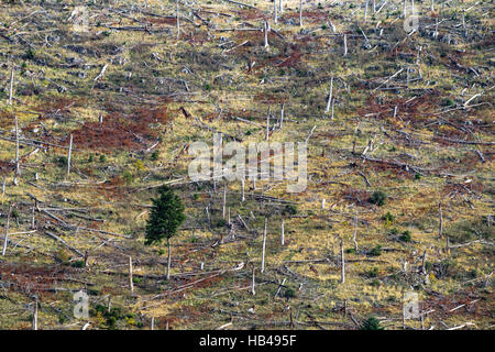 Brand verwüstet, bewaldete Hügel, 10 Jahre nach den Bränden 2006, Arcadia, Peloponnes, Mittelgriechenland. Stockfoto