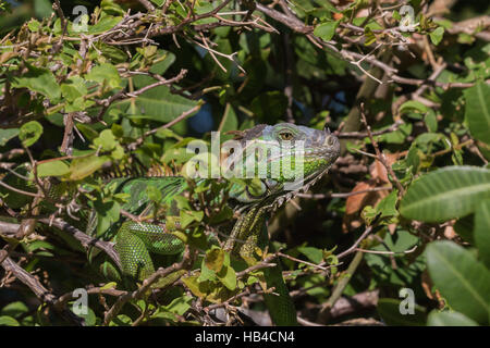 Grüner Leguan (Iguana Iguana), Tavernier, Key Largo, Florida Stockfoto