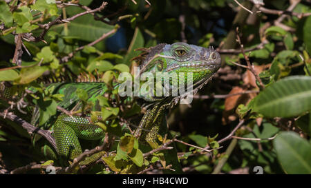 Grüner Leguan (Iguana Iguana), Tavernier, Key Largo, Florida Stockfoto