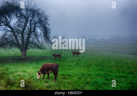 Rinder grasen auf Feld in nebligen Bergen Stockfoto