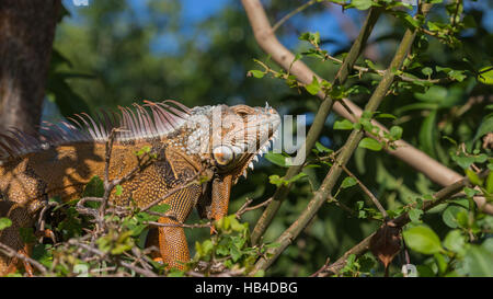 Grüner Leguan (Iguana Iguana), Tavernier, Key Largo, Florida Stockfoto