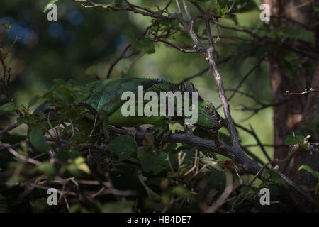 Grüner Leguan (Iguana Iguana), Tavernier, Key Largo, Florida Stockfoto