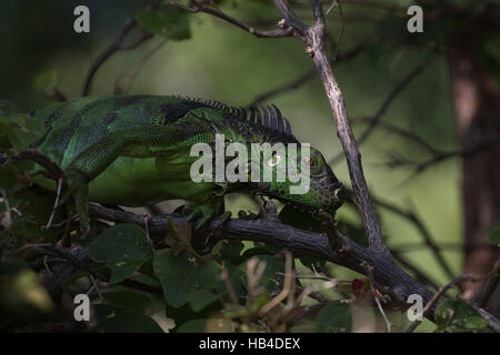 Grüner Leguan (Iguana Iguana), Tavernier, Key Largo, Florida Stockfoto