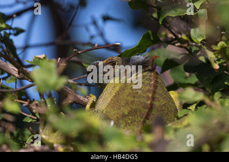 Grüner Leguan (Iguana Iguana), Tavernier, Key Largo, Florida Stockfoto