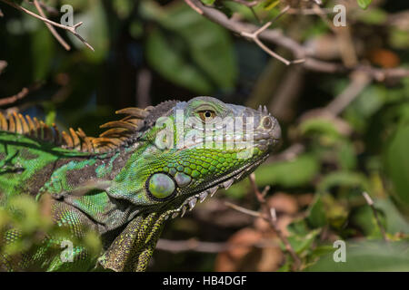 Grüner Leguan (Iguana Iguana), Tavernier, Key Largo, Florida Stockfoto