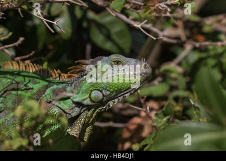 Grüner Leguan (Iguana Iguana), Tavernier, Key Largo, Florida Stockfoto