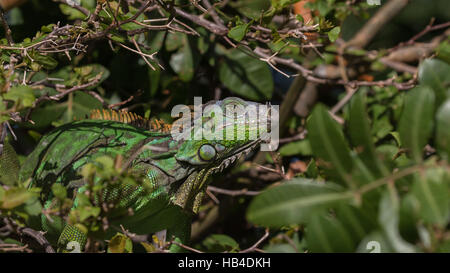 Grüner Leguan (Iguana Iguana), Tavernier, Key Largo, Florida Stockfoto