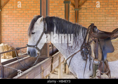 Cowboy Pferd ruhen Sie sich nach der Show. Stockfoto