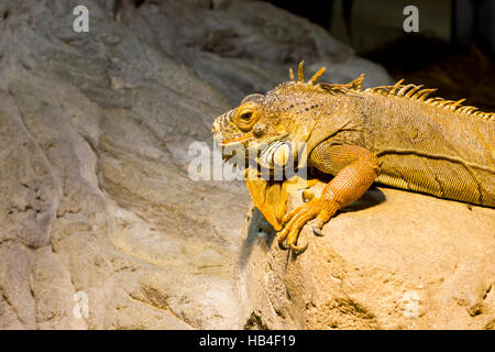 Grüner Leguan (Iguana Iguana) ruht auf einem Felsen. Stockfoto