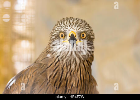 Überrascht Rotmilan (Milvus Milvus) Stockfoto