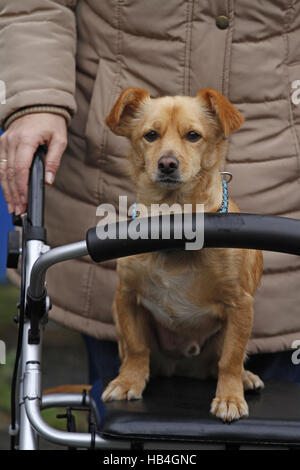 Hund auf einer fahrbaren Gehhilfe Stockfoto