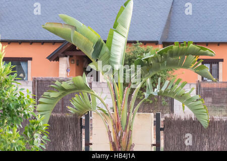 Strelitzia in einem Garten Stockfoto