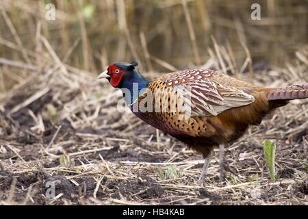 Gemeinsamen Fasan Stockfoto