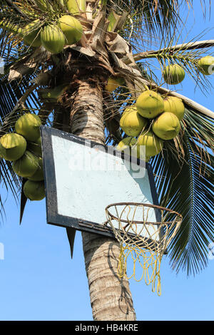 Basketball-Korb auf Kokospalme Stockfoto
