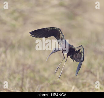 Sichler (Plegadis Falcinellus) Stockfoto