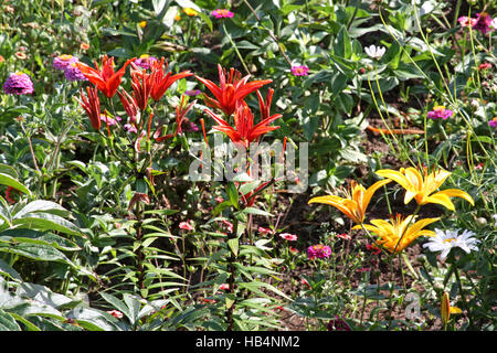 Rote und gelbe Lilien blühen im Garten Stockfoto